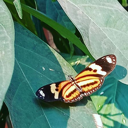 Posada Maria Iguazu ปูแอร์โตอีกวาซู ภายนอก รูปภาพ