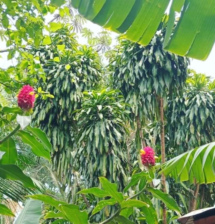 Posada Maria Iguazu ปูแอร์โตอีกวาซู ภายนอก รูปภาพ
