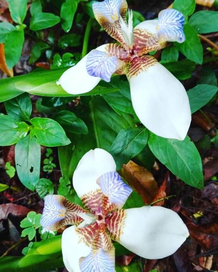 Posada Maria Iguazu ปูแอร์โตอีกวาซู ภายนอก รูปภาพ