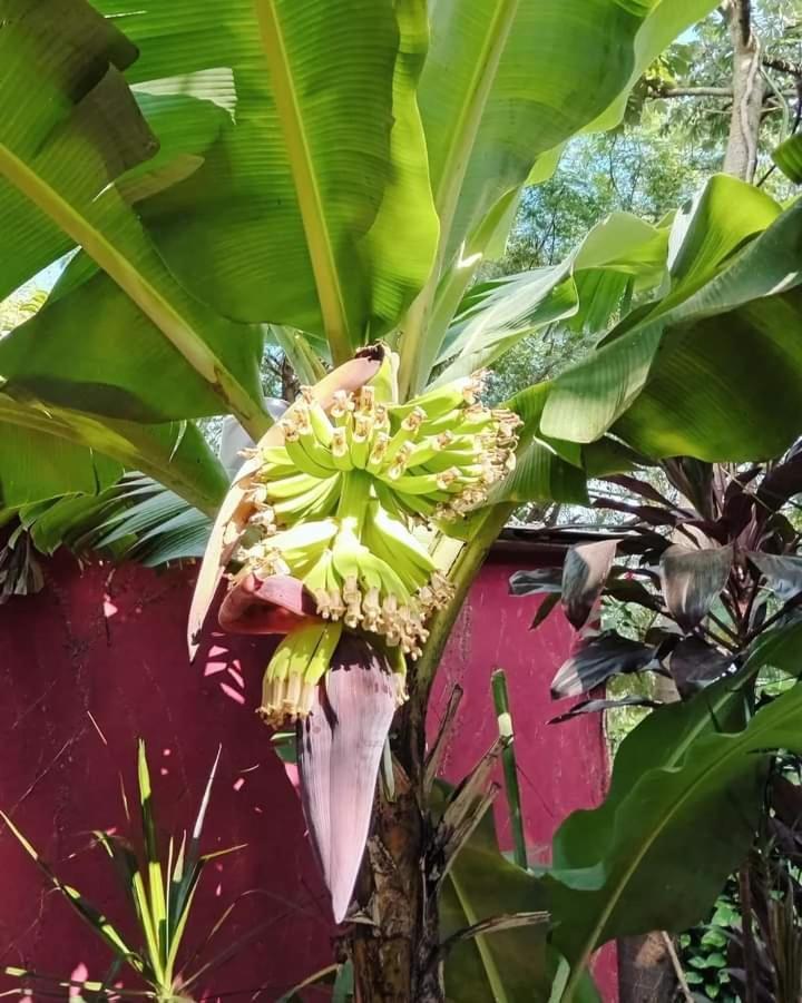 Posada Maria Iguazu ปูแอร์โตอีกวาซู ภายนอก รูปภาพ