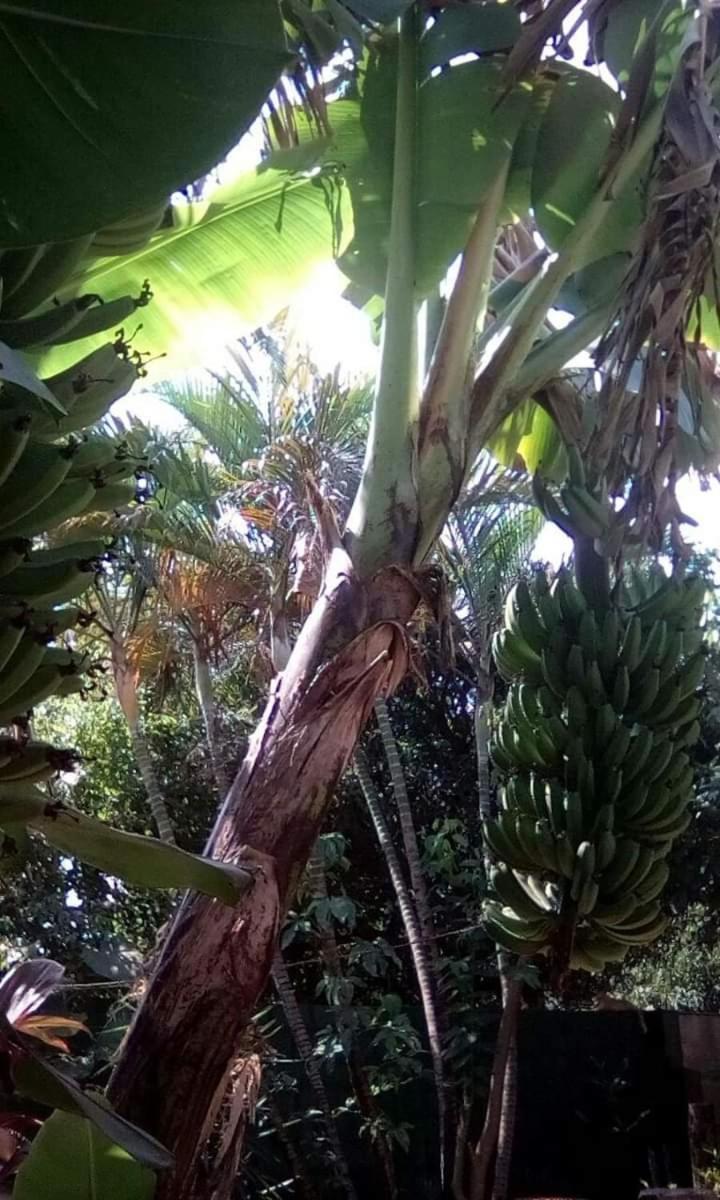Posada Maria Iguazu ปูแอร์โตอีกวาซู ภายนอก รูปภาพ