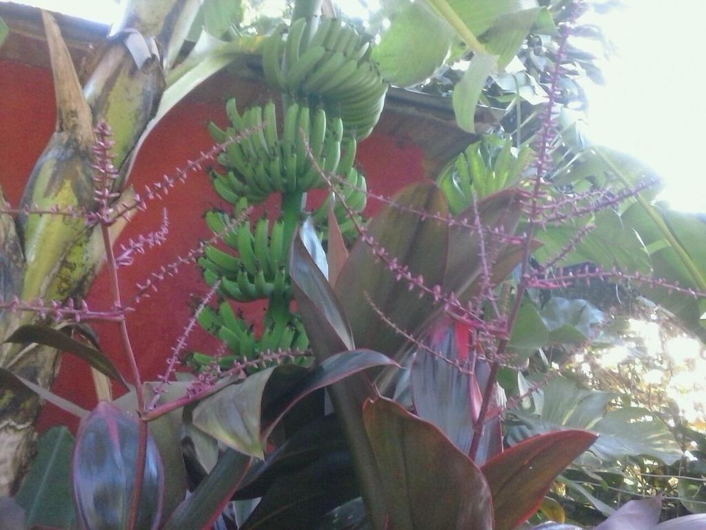 Posada Maria Iguazu ปูแอร์โตอีกวาซู ภายนอก รูปภาพ